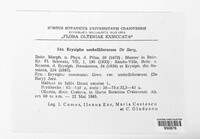 Erysiphe heraclei image